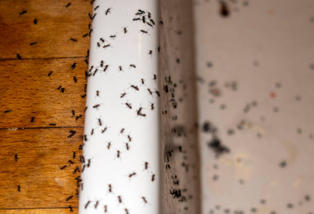Trusted Nescopeck, PA Pest Control Experts