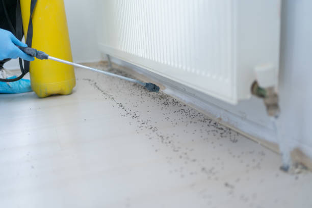 Best Local Pest Control Services  in Nescopeck, PA